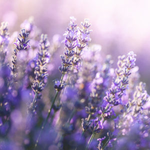 Lavender Planting Tips