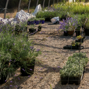 Lavender Plants