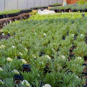 Lavender Plants