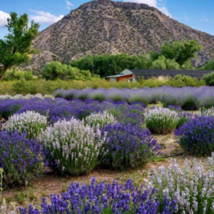 A Day at the Purple Adobe Lavender Farm: What to Expect and How to Plan Your Visit