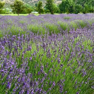 When Lavender Blooms at Purple Adobe Lavender Farm
