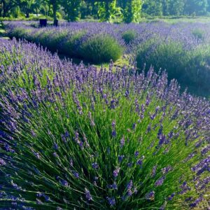 The Story of the Purple Adobe Lavender Farm