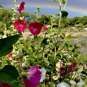 What’s Growing at the Lavender Farm